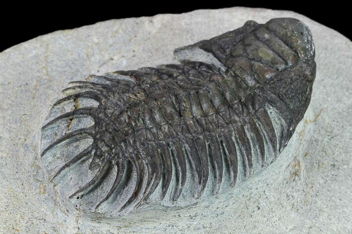 Crotalocephalus (Not Crotalocephalina) Trilobite #134352